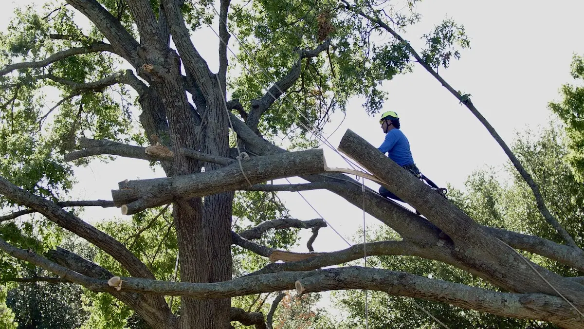 Professional Crown Thinning performed by certified arborists in Mallie